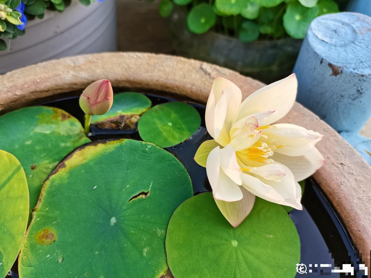 因为名字晦气，婆婆总和我闹别扭，养碗莲有什么错？