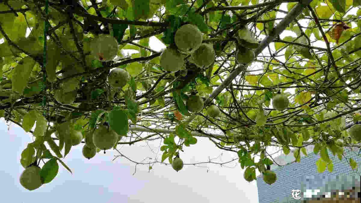 一棵百香果，3种养殖方法，爬藤扎地任你选