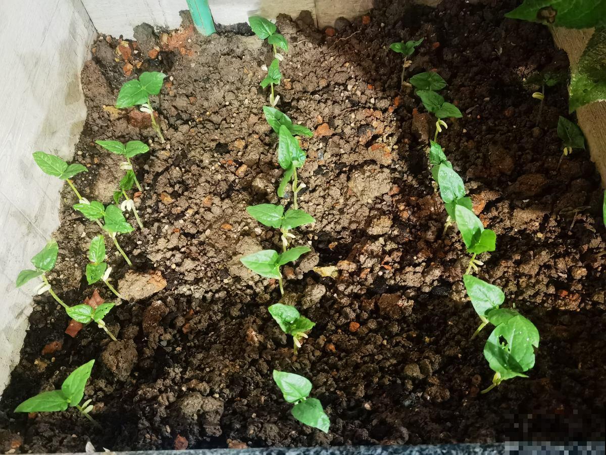 自己做花肥，不花一分钱，肥料更好用，营养还齐全