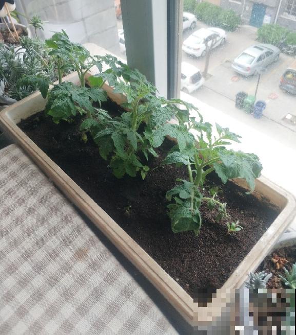 西红柿难清洗？自己养殖，多样清洗，安全又放心