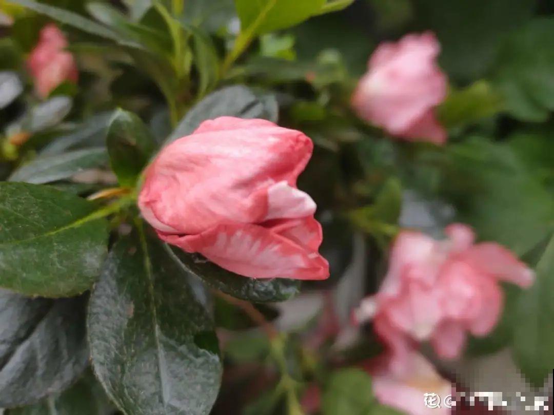 花成了光杆司令，剪一刀撒点药，很快冒新芽