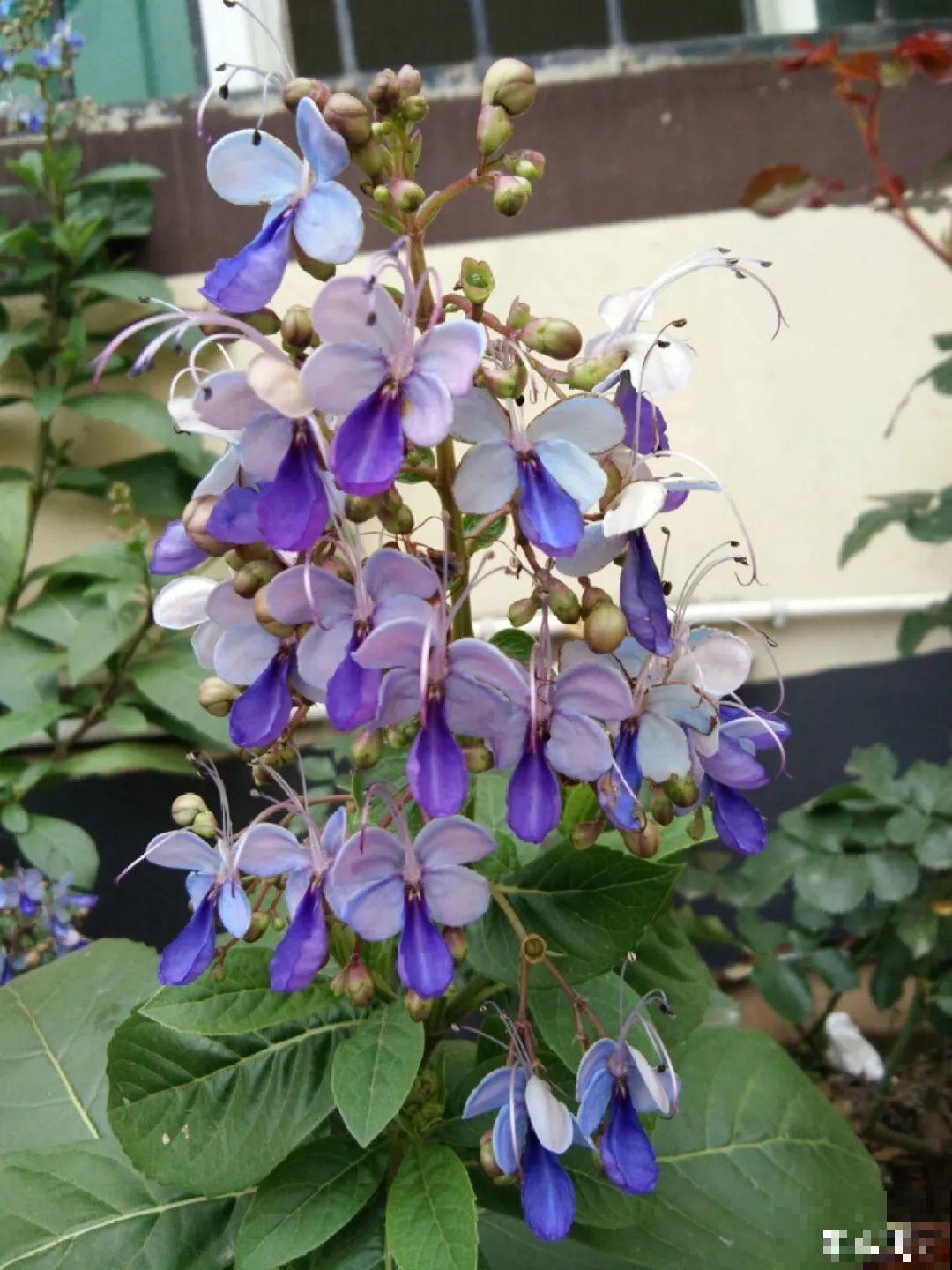 仙气飘飘的花，颜值高、花期长，养一盆不亏