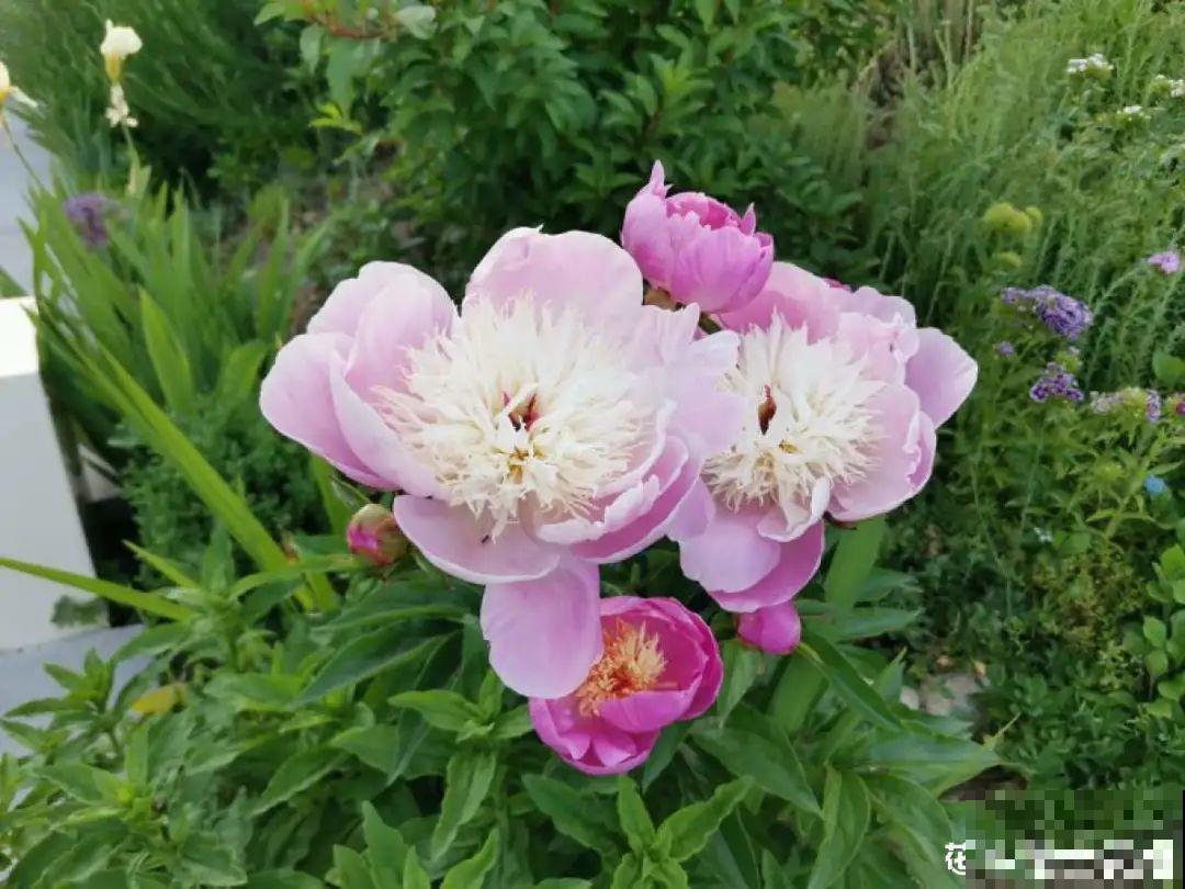 一年只能种一次的花,开花富贵寓意吉祥,堪称“花中宰相” 一年只能种一次的花,开花富贵寓意吉祥,堪称“花中宰相”