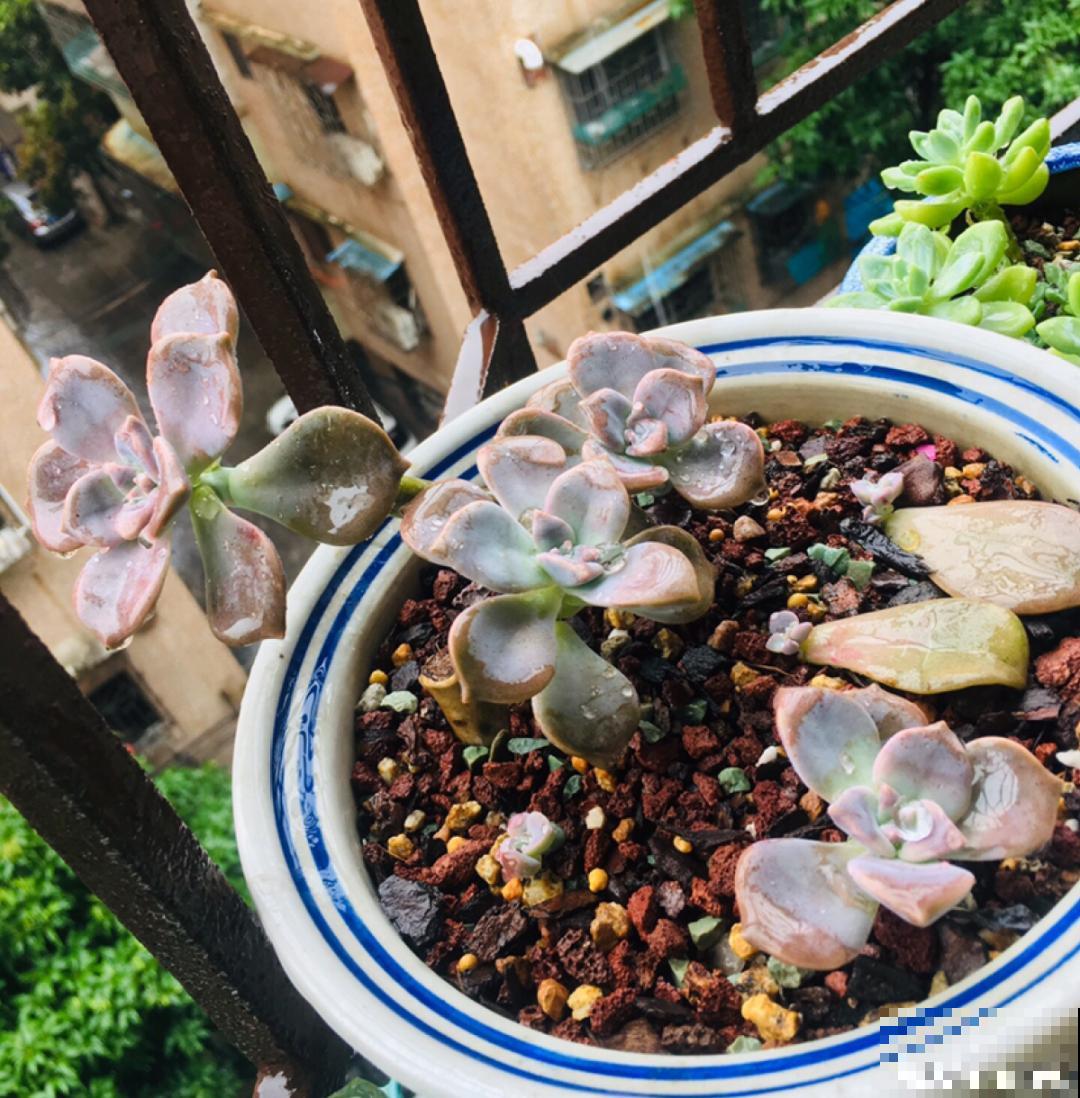 9种花最怕下雨天，一淋雨就死，太心疼了