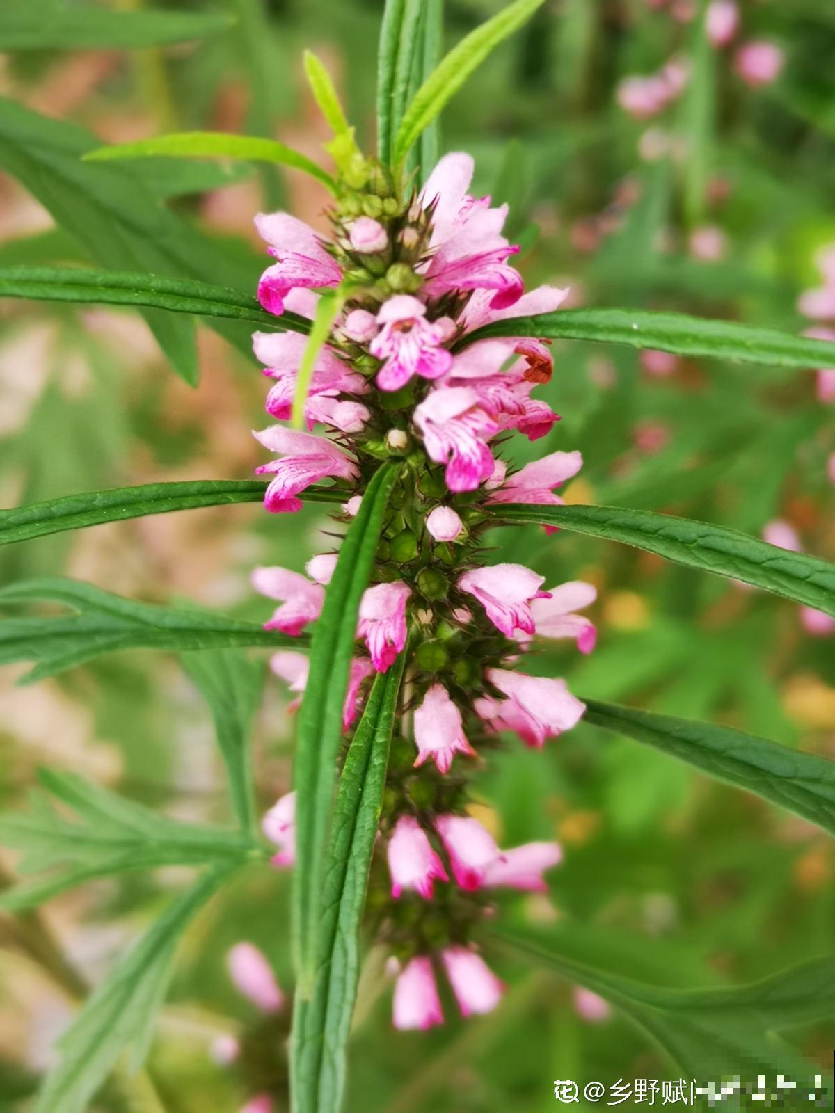 老中医爱养的60种植物，图文并茂特详细，种一盆养人养身心