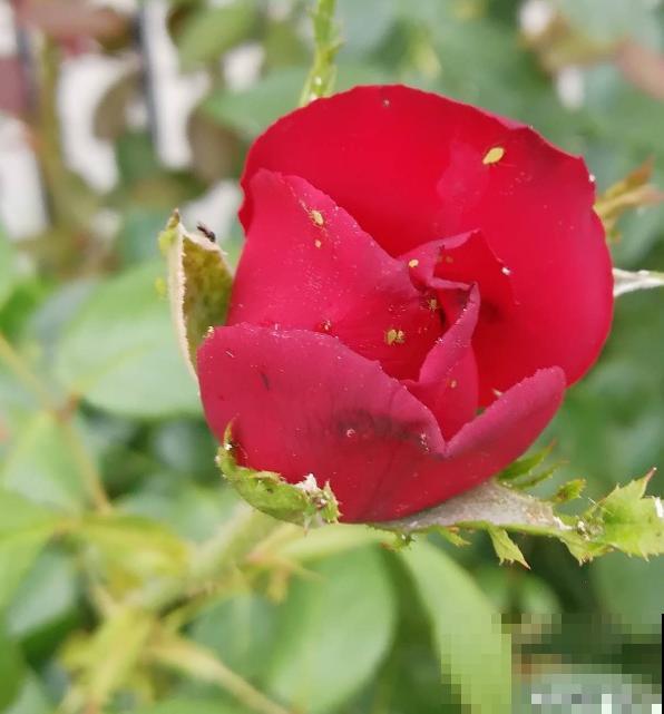 养花8年,总结出6个“坑”,早看早避开 养花8年,总结出6个“坑”,早看早避开