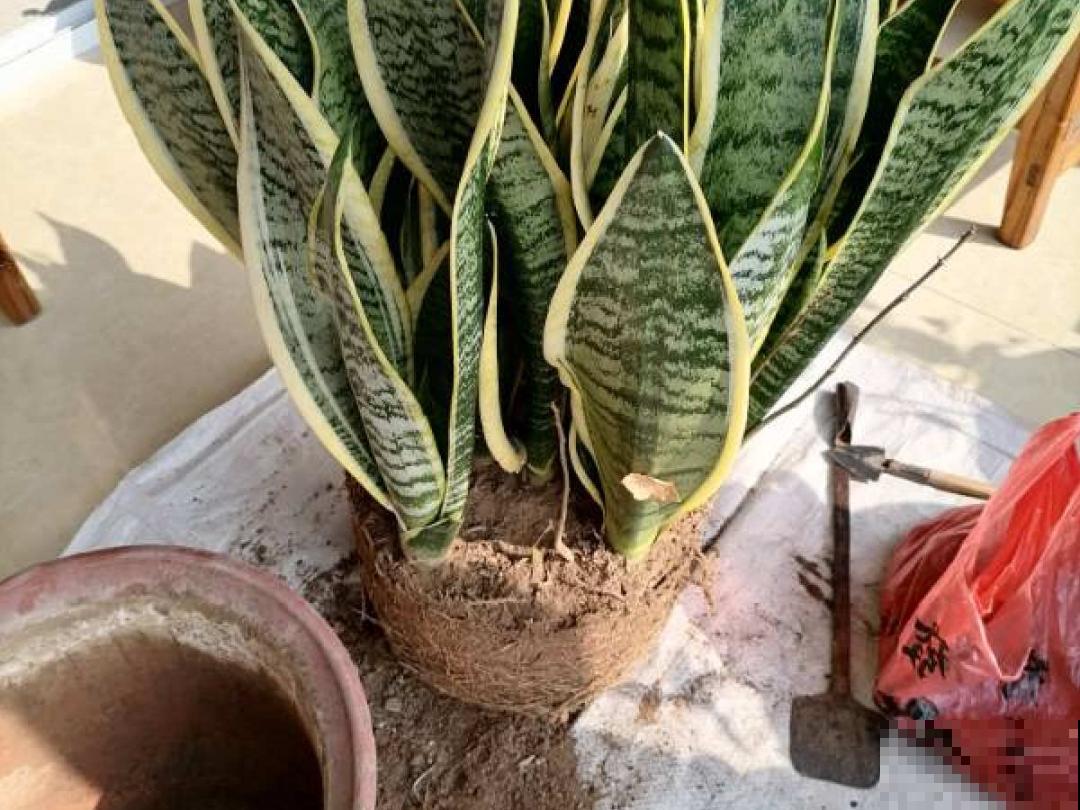 换盆时间到,换好后植物呼呼长,不换全年不开花 换盆时间到,换好后植物呼呼长,不换全年不开花