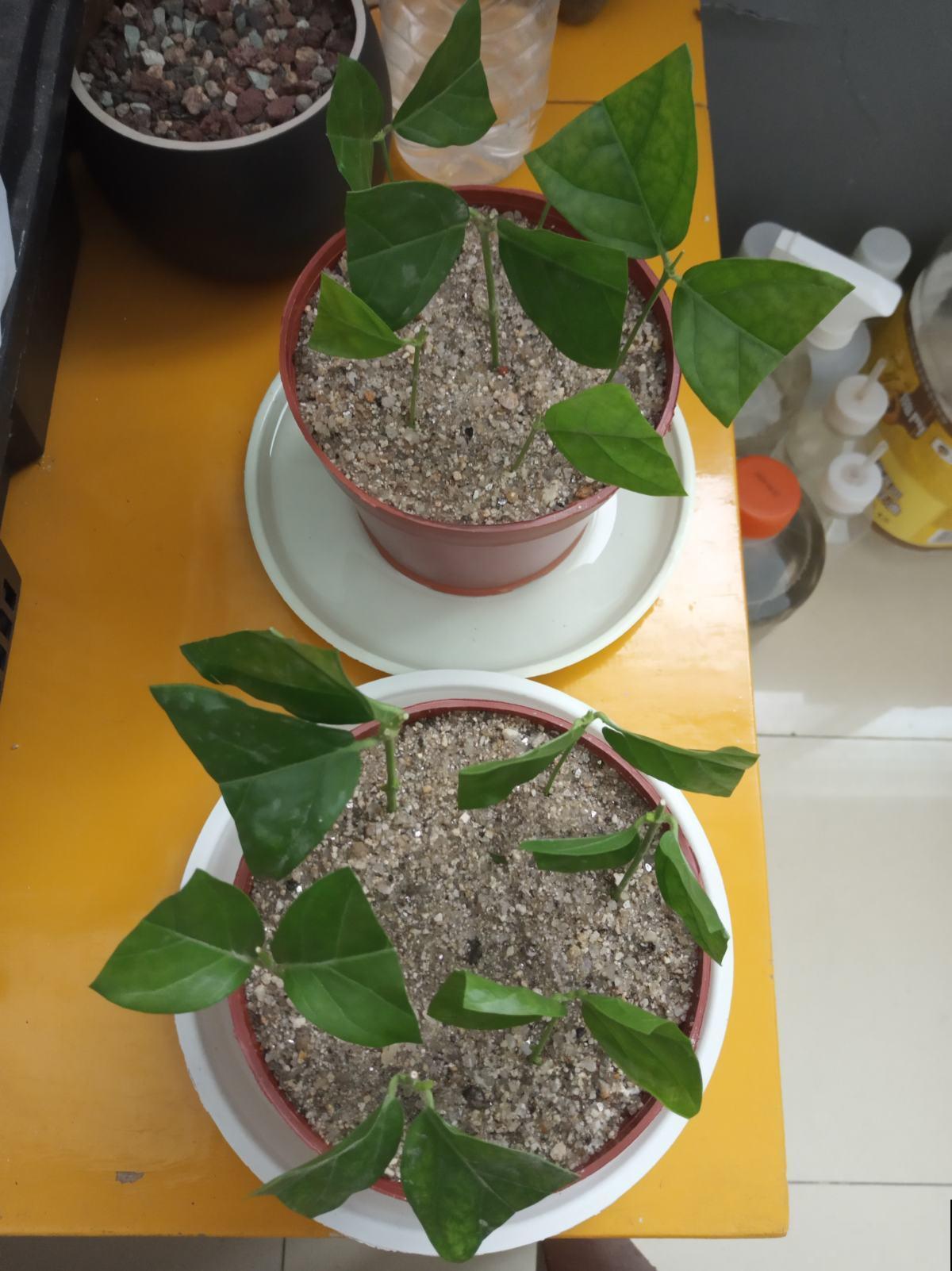 初秋养花，3种花别花钱买，掰个枝条插土里很快长芽