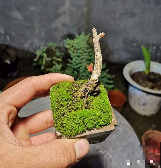 杨梅加“水”，就能做盆景，5个步骤，打造高雅水杨梅盆景