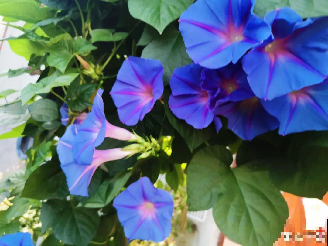 三伏天超美的10种花,妥妥的“开花楷模”,你养了几种? 三伏天超美的10种花,妥妥的“开花楷模”,你养了几种?