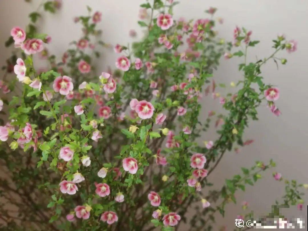 花成了光杆司令，剪一刀撒点药，很快冒新芽