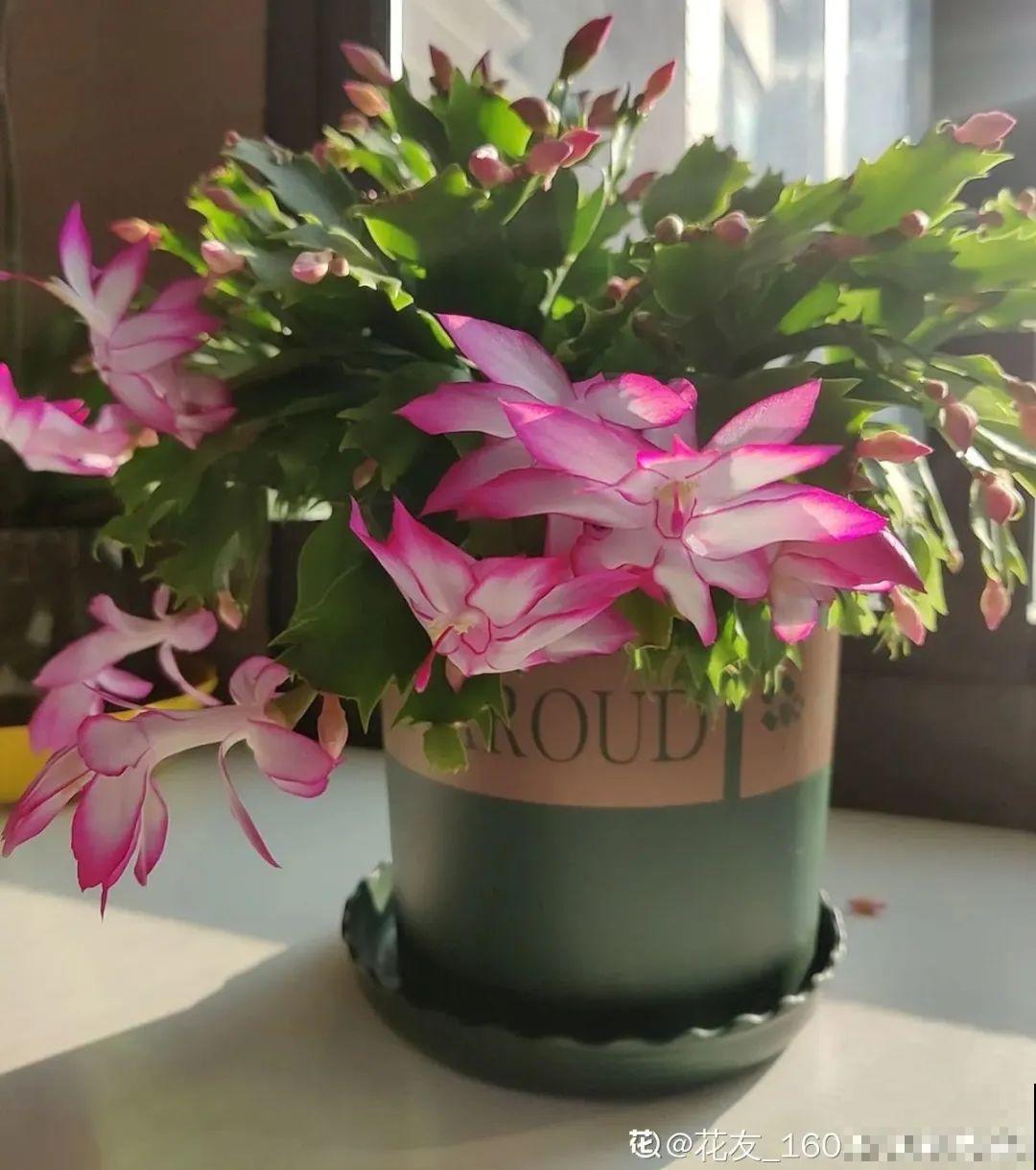 虎皮兰浅盆养，小芽嗖嗖冒，满盆都是新芽