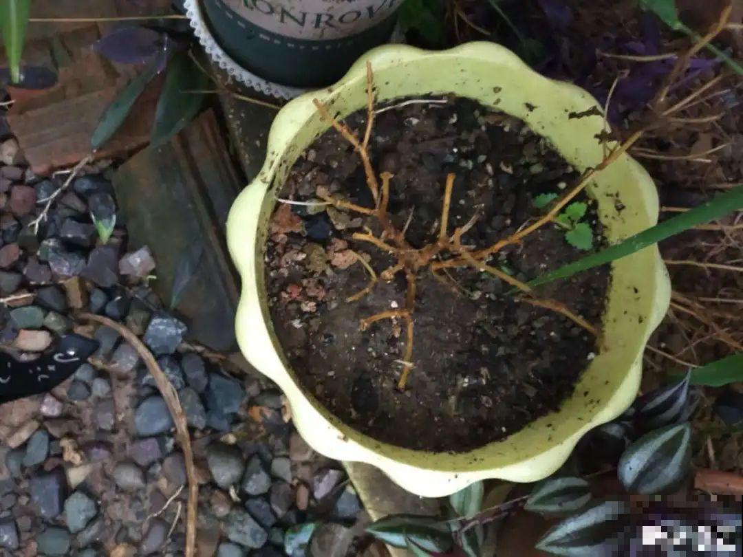 花成了光杆司令，剪一刀撒点药，很快冒新芽