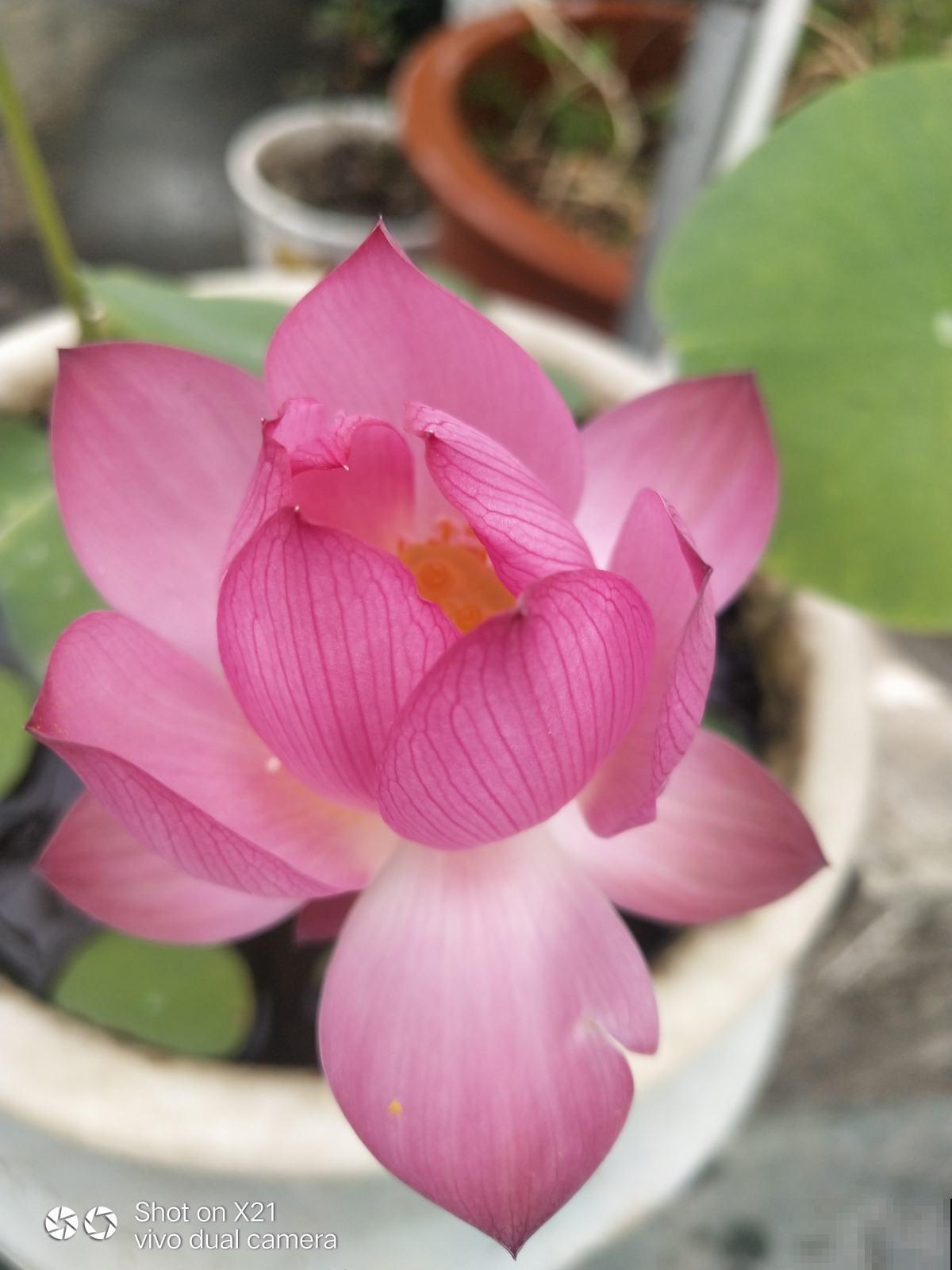 养碗莲做好3点，开花美得像艺术品，拍的照片像修图