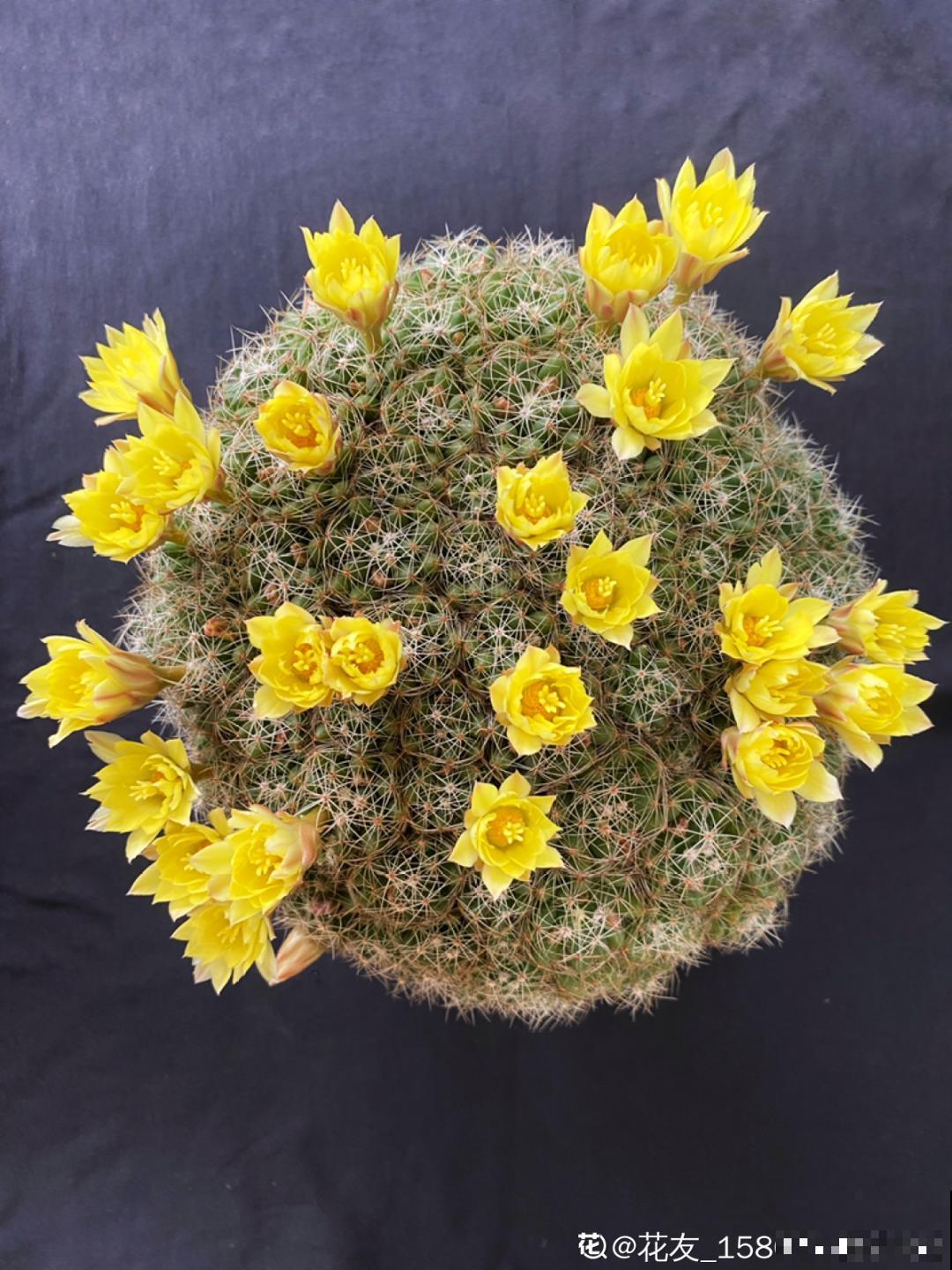 养花大神的爆花技巧，我给大家偷来了，赶紧学