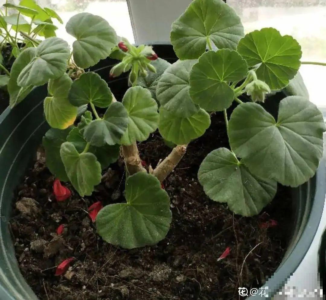 初秋8种花不能剪，轻则不开花，严重可能剩空盆
