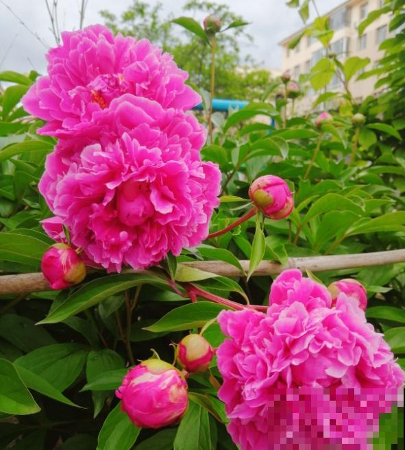 抢着要的一楼小院，本以为是养花好地方，住了一段时间后悔了