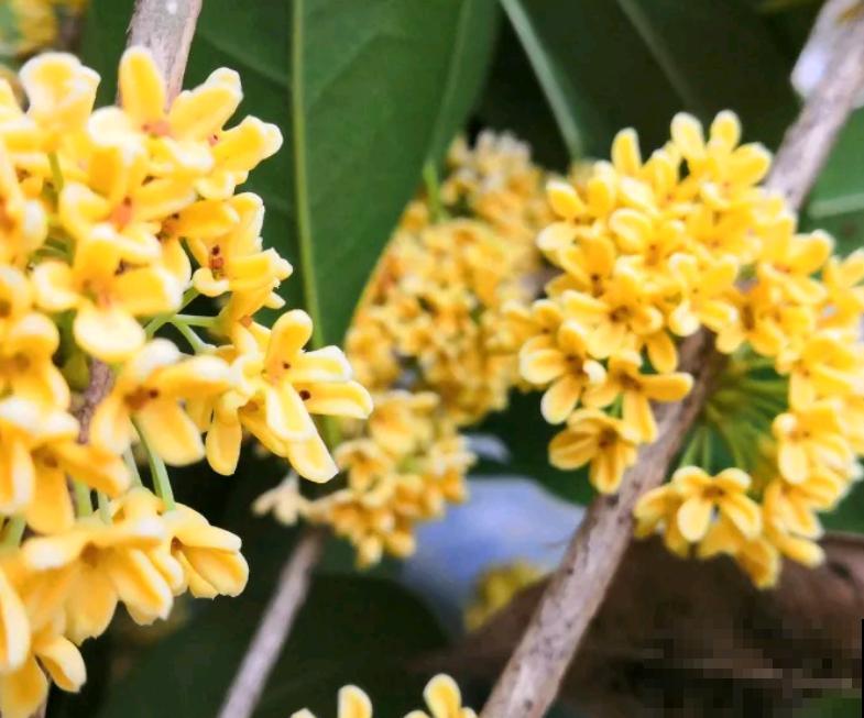 桂花一挪就死，究竟是为啥？