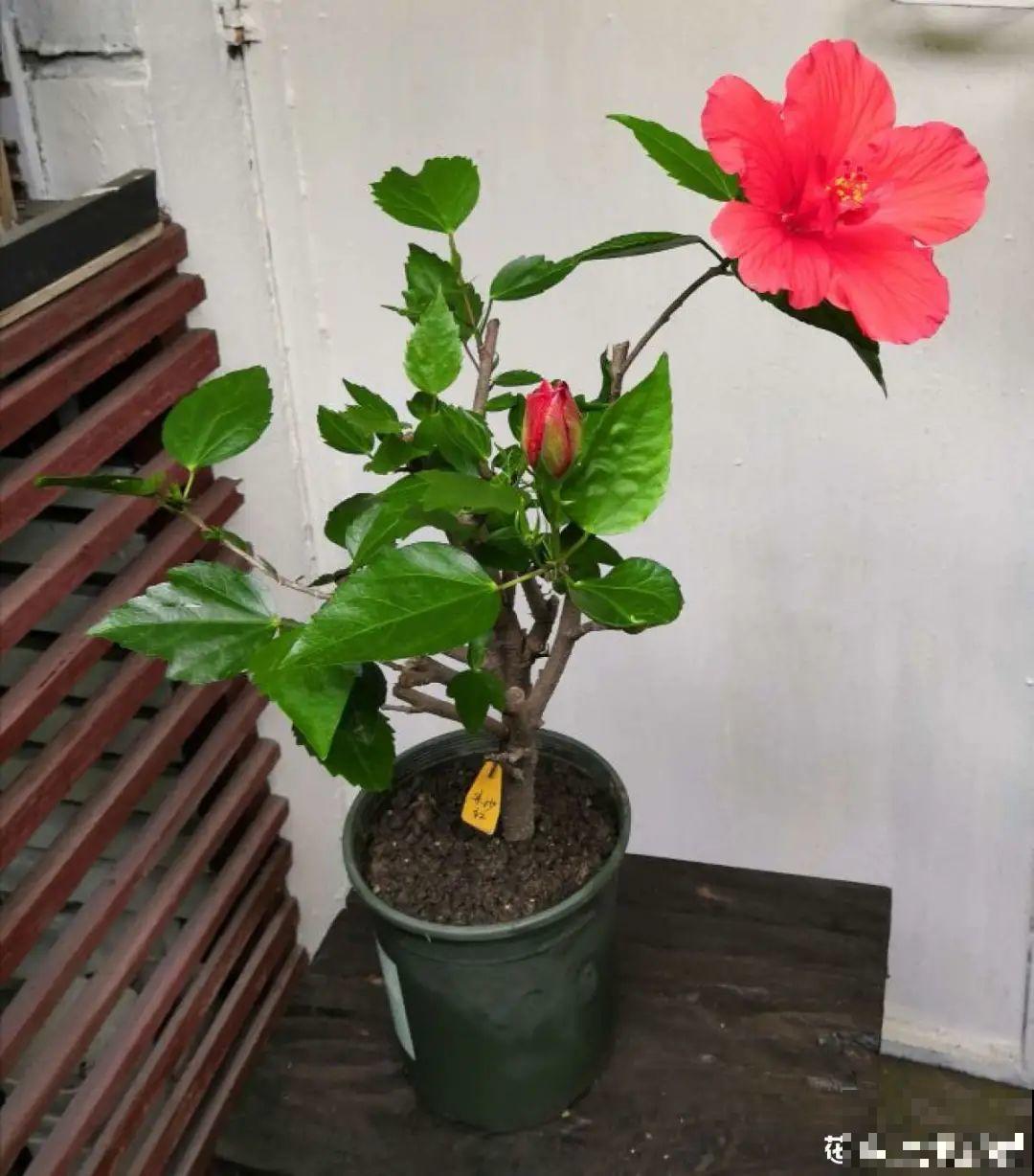 9个开花劳模，施肥不能停，不然越养越差劲