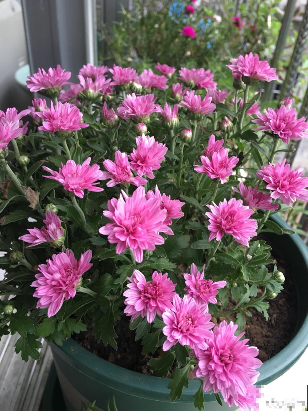 家里养盆千头菊,呼呼冒花苞,开成一个大花球! 家里养盆千头菊,呼呼冒花苞,开成一个大花球!