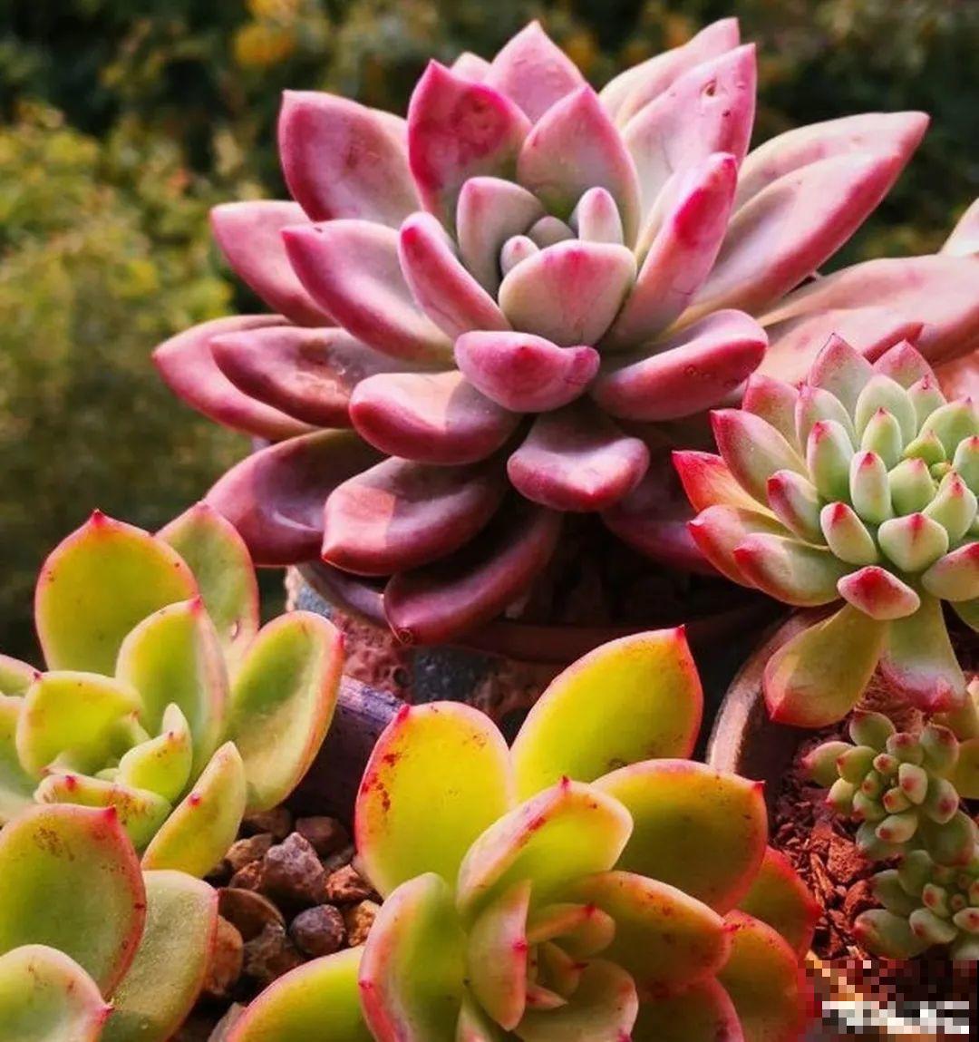 夏天养多肉，别人的绿徒摊，她的却美萌艳，太美了