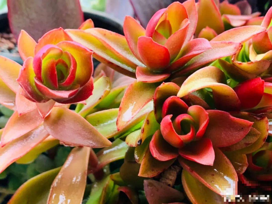 6种多肉，夏天不休眠，而且疯狂生长