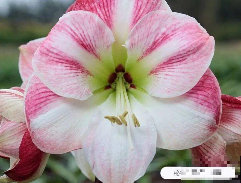 家里养盆朱顶红，开花个个比脸大，牛年养它“注定红”！