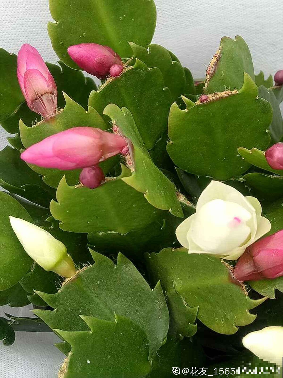 3种花马上要醒了,抓住时机养护,秋天呼呼冒新芽 3种花马上要醒了,抓住时机养护,秋天呼呼冒新芽