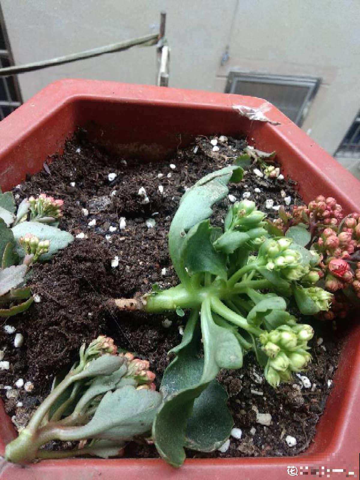 秋天植物苏醒后,重点防烂根,4个要点要做好 秋天植物苏醒后,重点防烂根,4个要点要做好