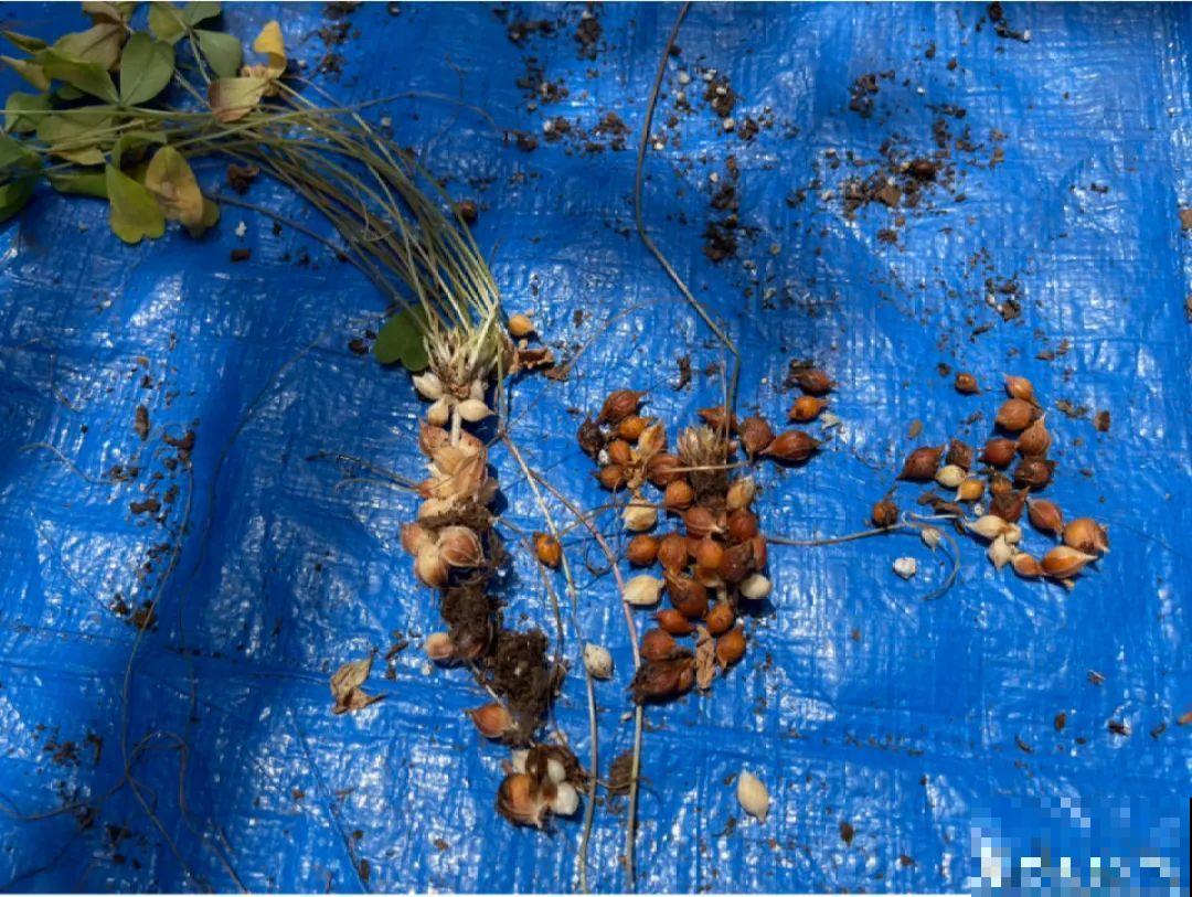 9种花,天热会“假死”,千万别丢了,秋天就苏醒 9种花,天热会“假死”,千万别丢了,秋天就苏醒