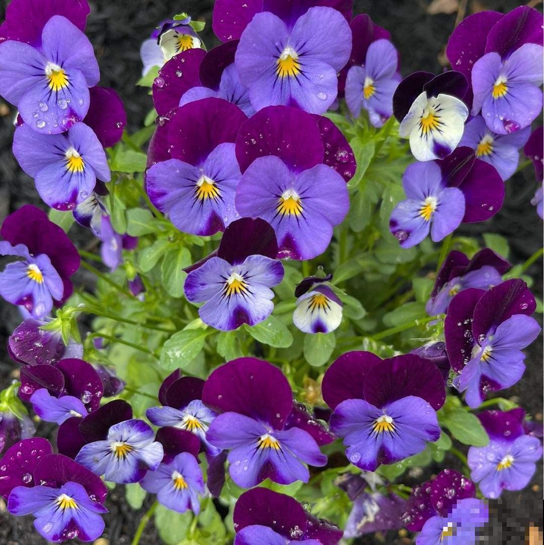 秋天逛花市，看到5种花放心购买，秋天正是开花好时机