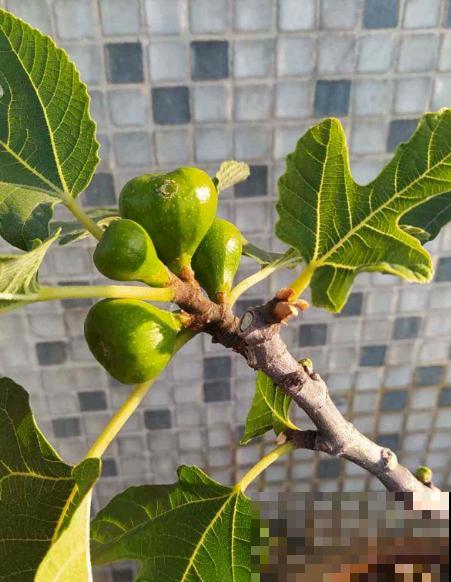 20种常见花,一句话说到浇水要点,赶紧学学 20种常见花,一句话说到浇水要点,赶紧学学