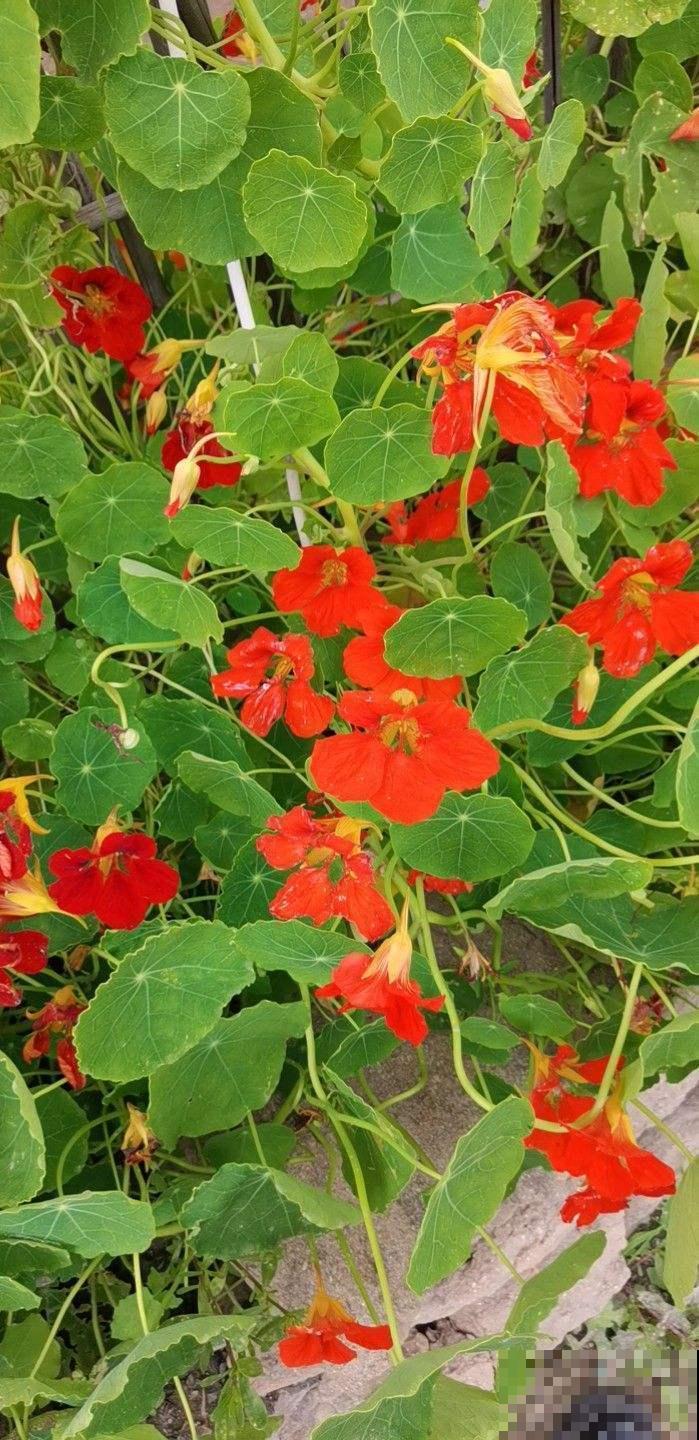 100种常见花,今天终于知道叫什么名了,建议收藏 100种常见花,今天终于知道叫什么名了,建议收藏