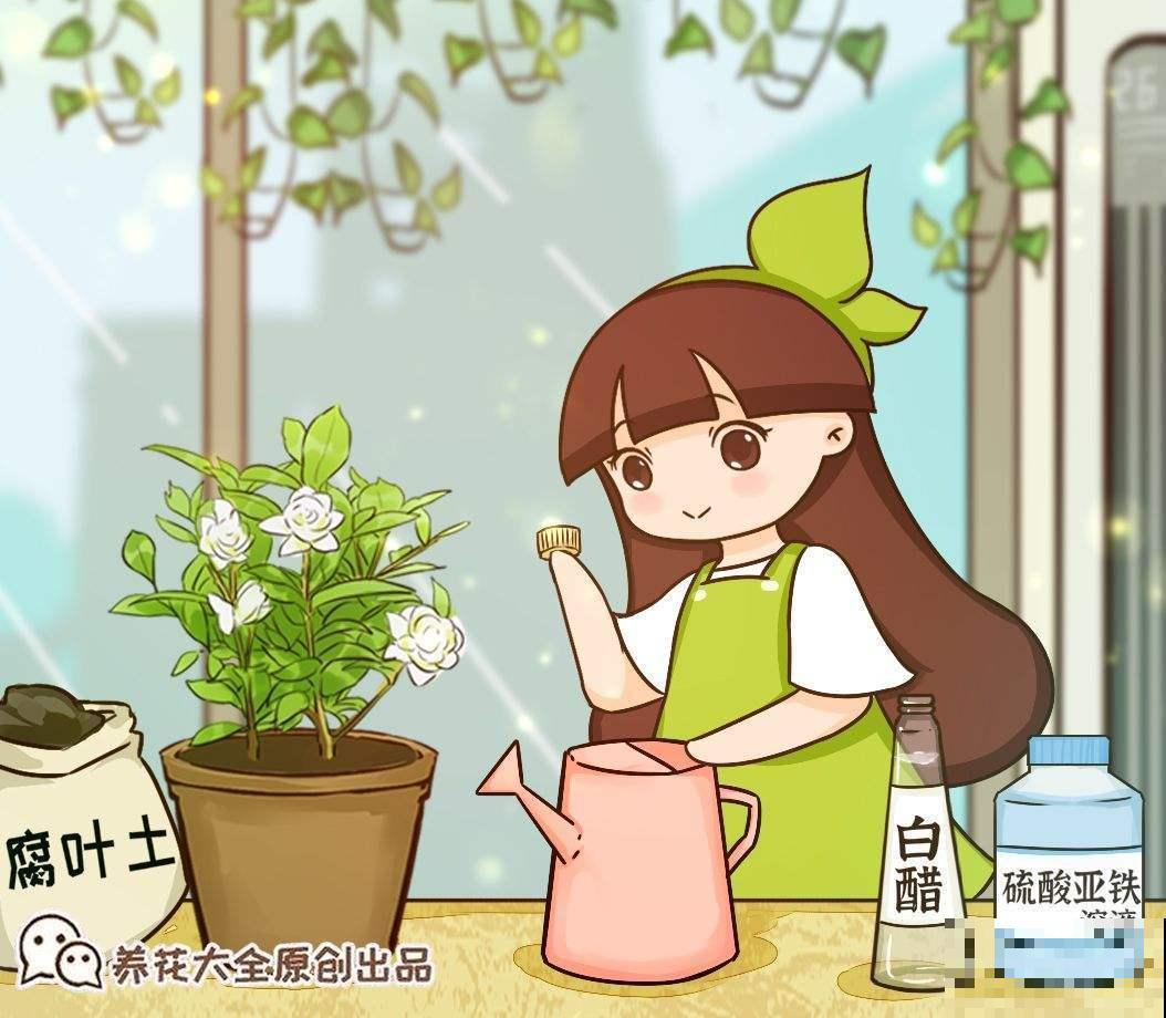 花市老板的养花绝招,今天全给你,一学一个准 花市老板的养花绝招,今天全给你,一学一个准