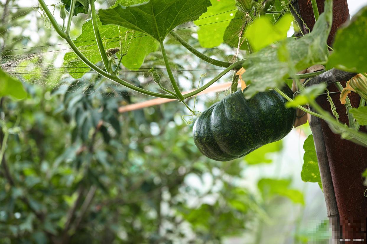 南瓜黄叶是什么原因? 南瓜黄叶是什么原因?