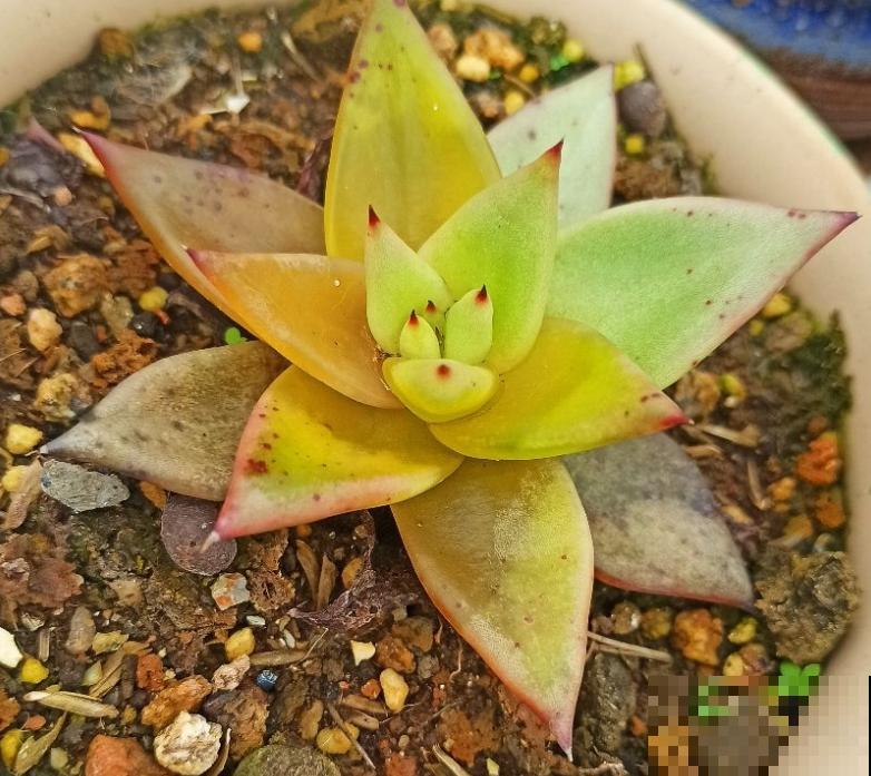 夏天养多肉,这3种情况不能忽略,不然多肉都死 夏天养多肉,这3种情况不能忽略,不然多肉都死