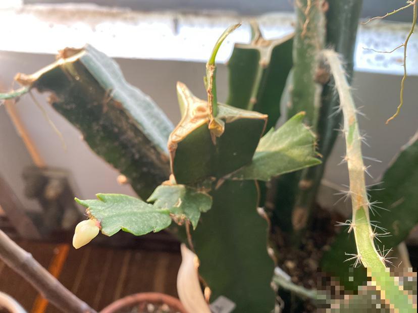 养了30年的玉树,扦插开出9色花,快来沾沾喜气 养了30年的玉树,扦插开出9色花,快来沾沾喜气