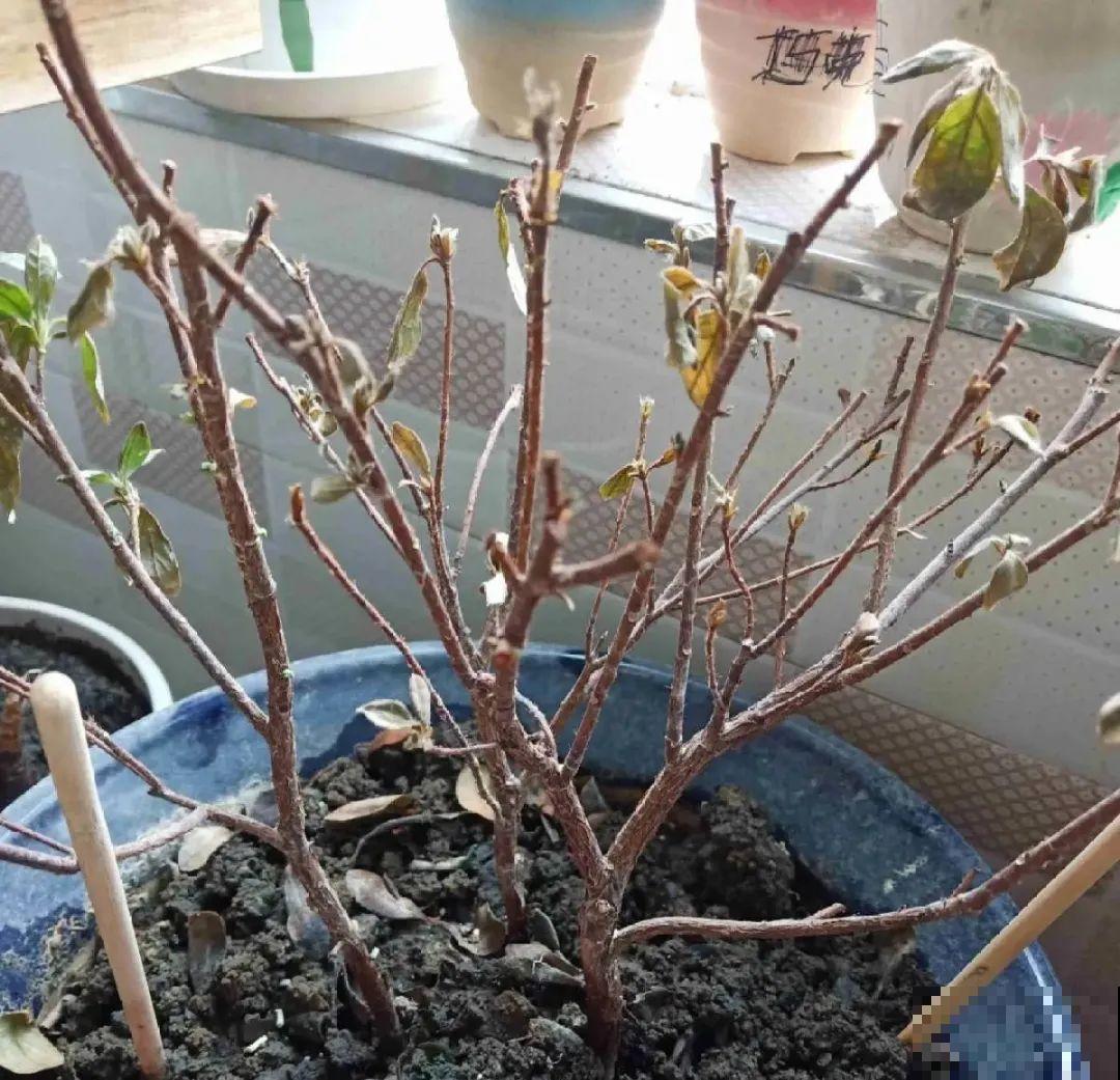 警惕秋老虎，别让你的花，度过夏天，却死在秋天