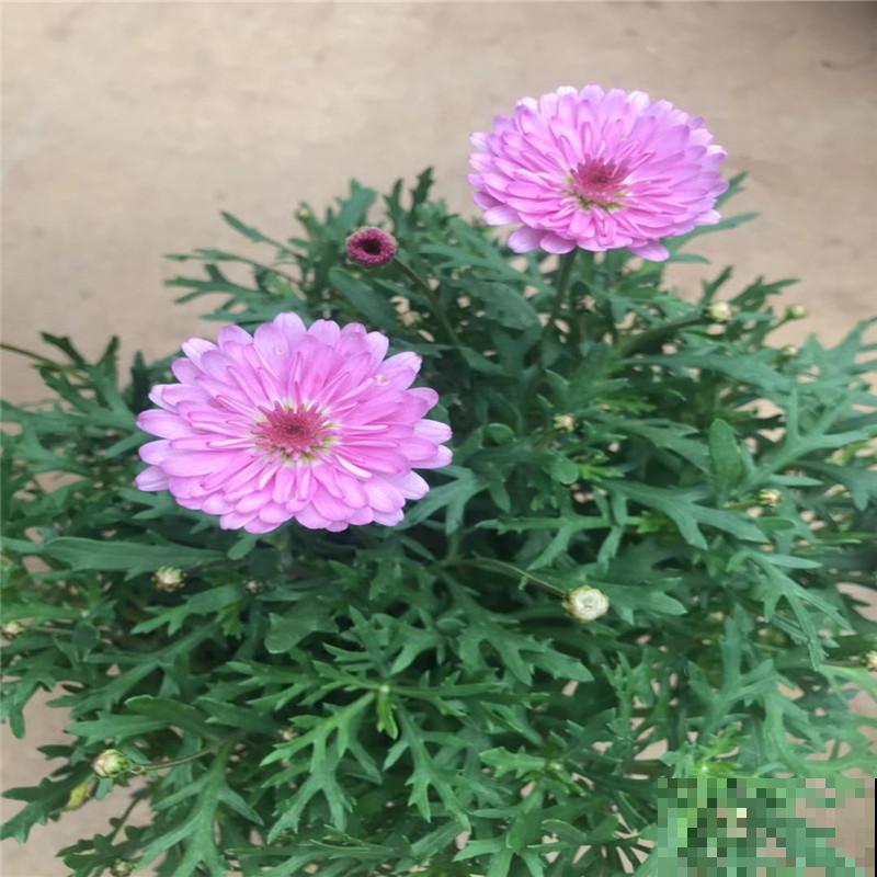 今年超流行小众植物，美而不俗，气质一绝