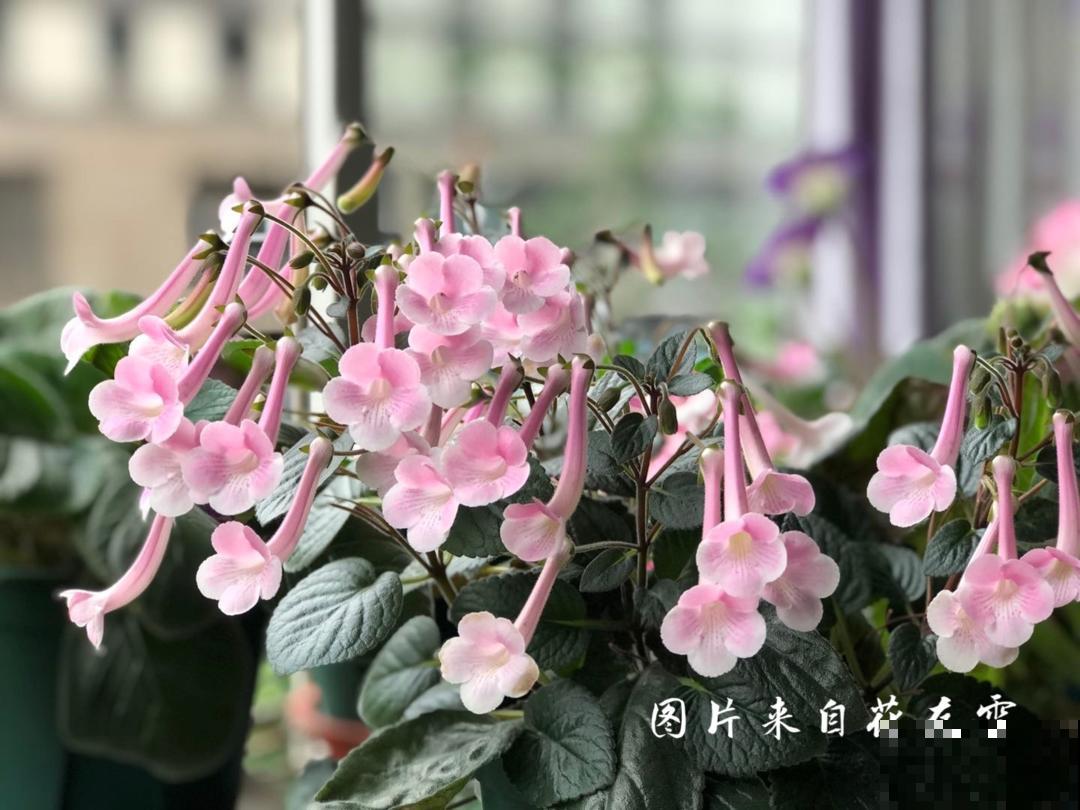 1种花特耐阴，开花像是小喇叭，花量巨大