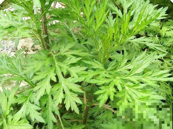 路边不起眼的草,种院子里用处大,还能清热降暑气 路边不起眼的草,种院子里用处大,还能清热降暑气