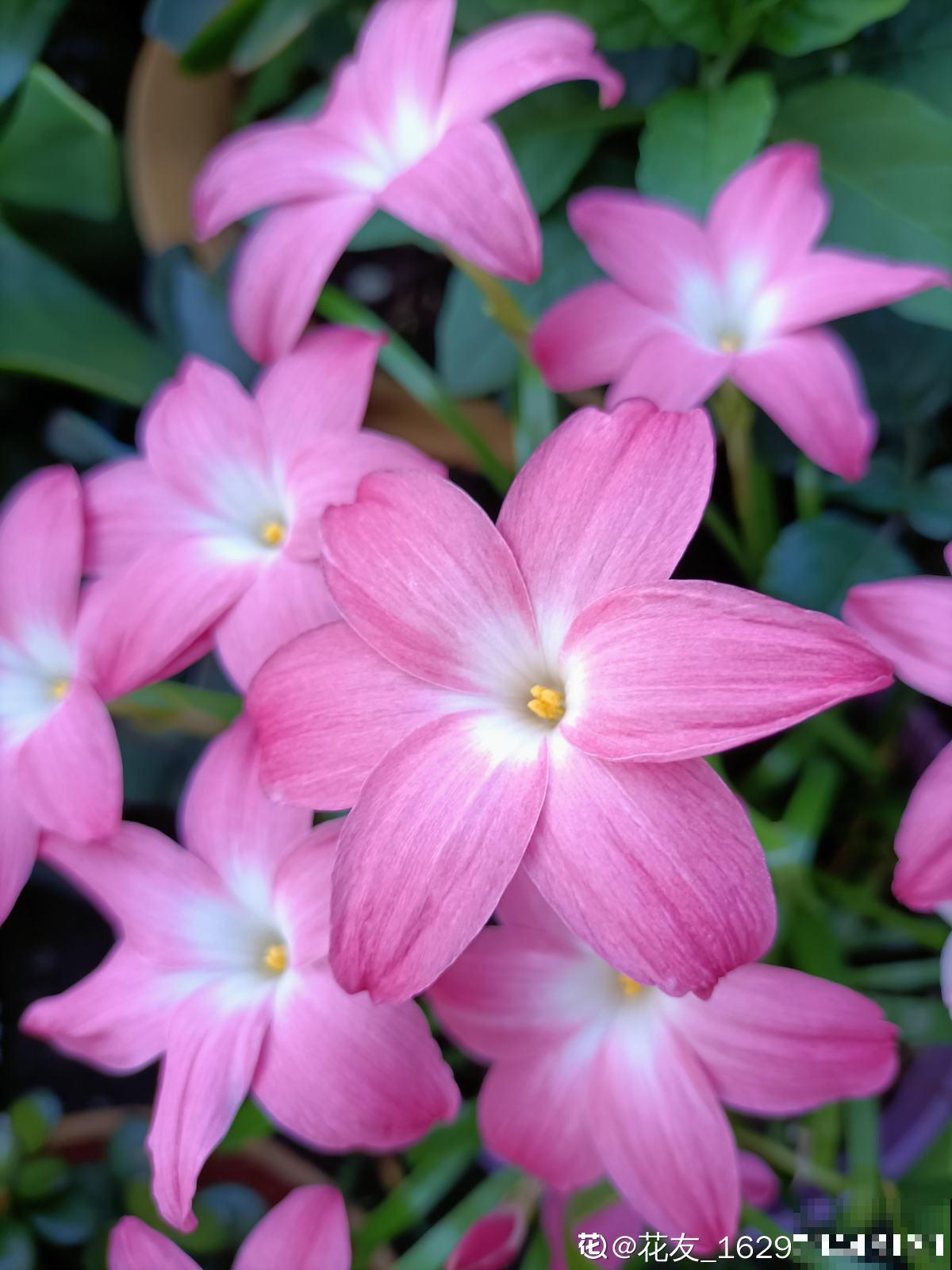 养花和性格息息相关,什么性格喜欢什么花,你同意吗 养花和性格息息相关,什么性格喜欢什么花,你同意吗