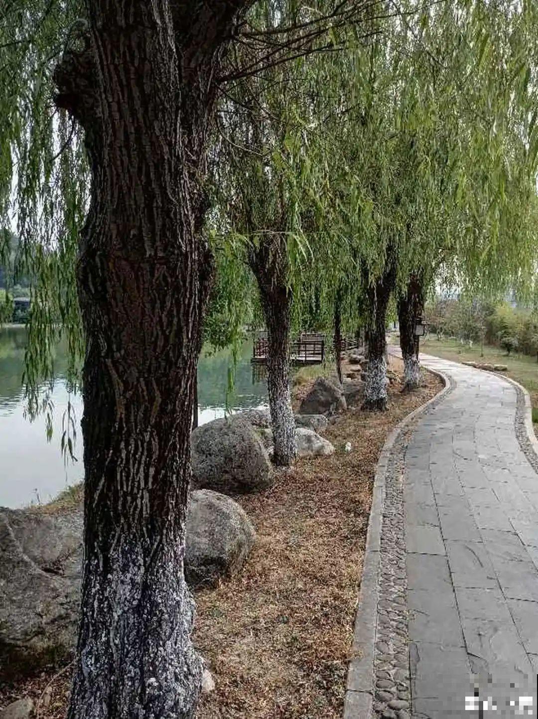 前不栽桑，后不栽柳，院中不种“鬼拍手”，是迷信还是智慧？