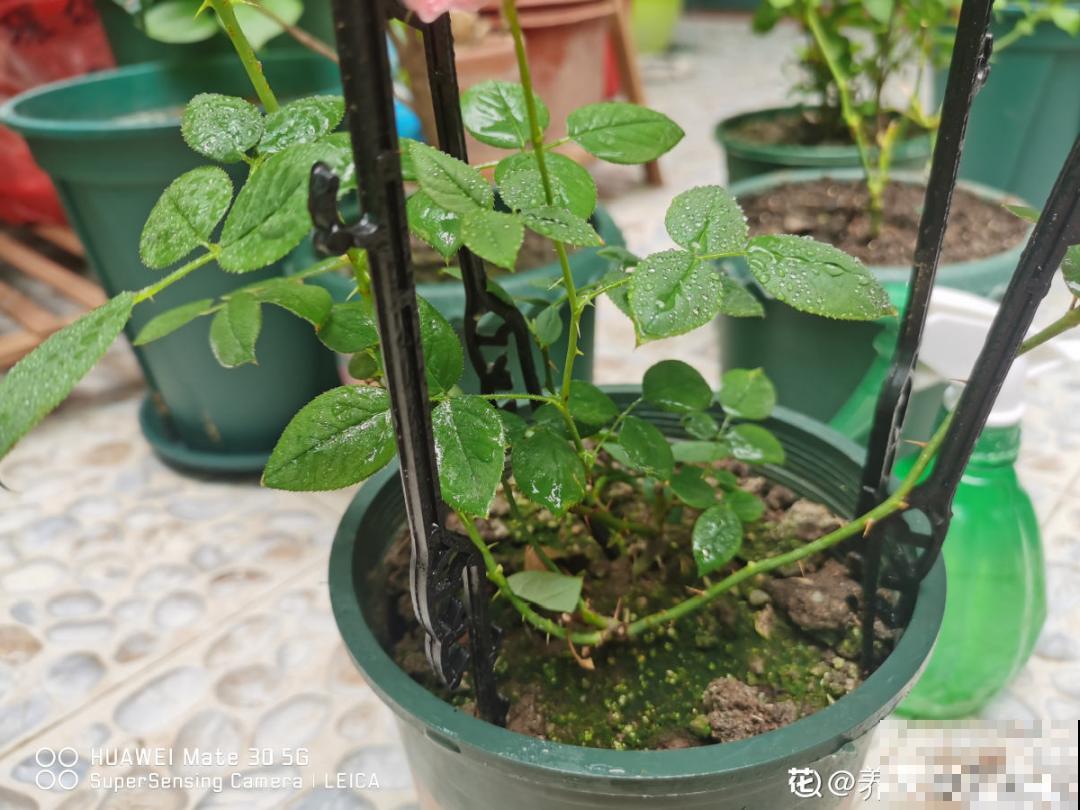 天热要修剪的花，不剪死得快，活不过夏天