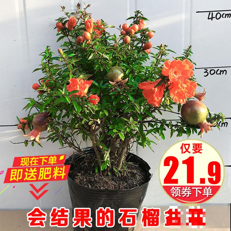 只赏花没意思?这3种果树最适合家中养殖,赏花吃果好运来 只赏花没意思?这3种果树最适合家中养殖,赏花吃果好运来