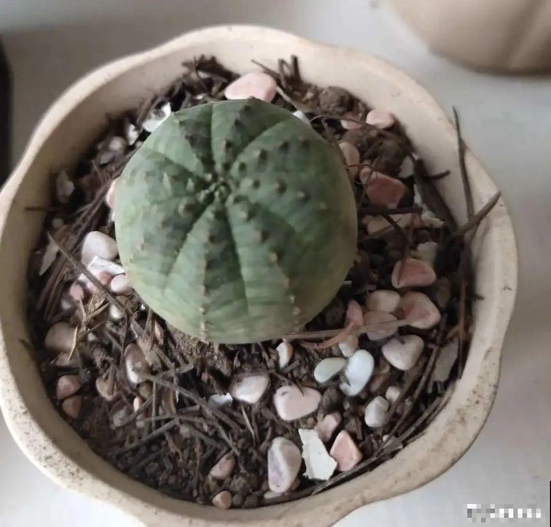 6种多肉，夏天不休眠，而且疯狂生长