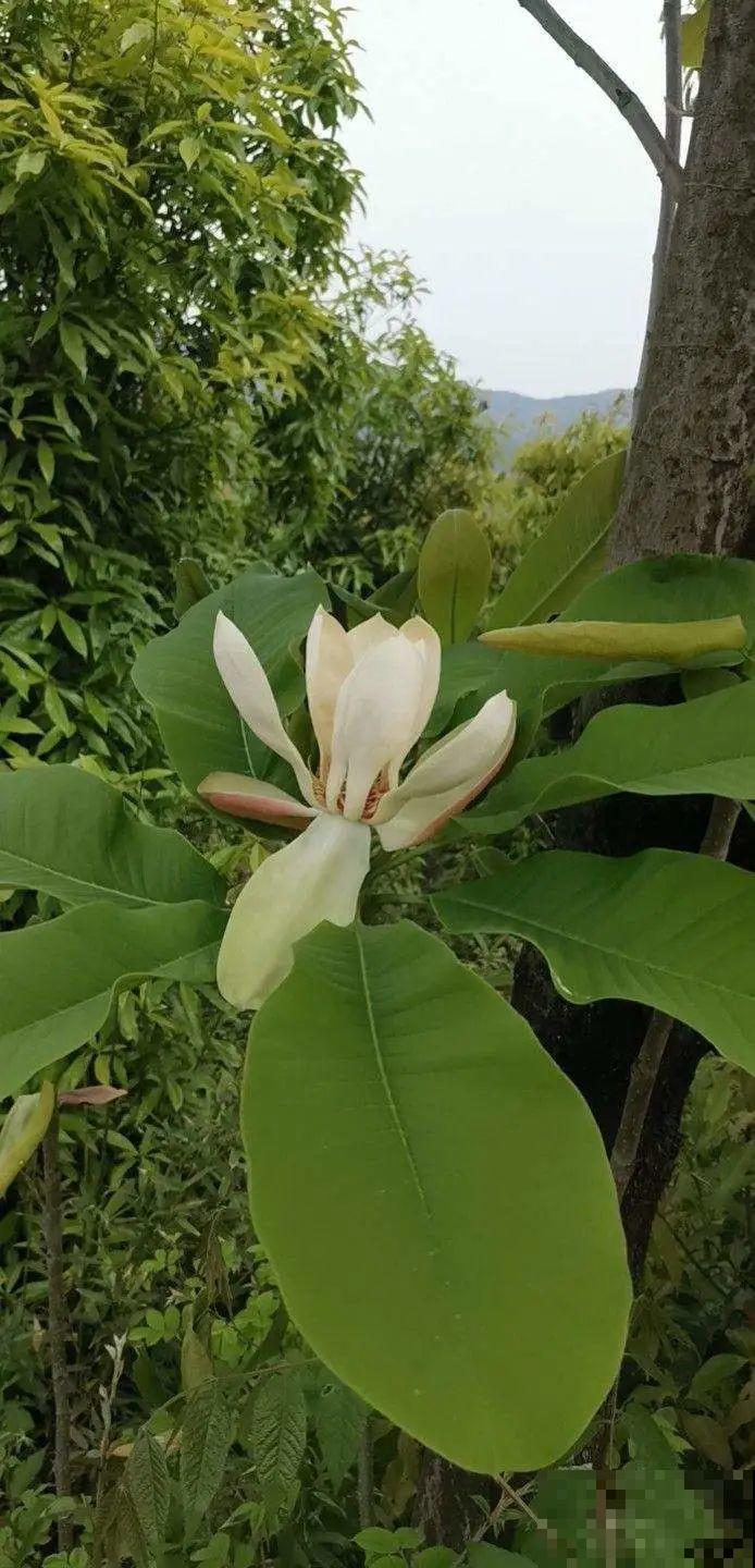 看到稀奇花，不认识的别去挖，可能会触犯法律