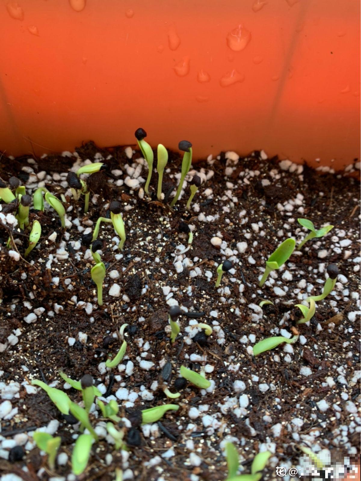 4种花正是秋播好时候,播种技巧要学会,冒出满盆小绿芽 4种花正是秋播好时候,播种技巧要学会,冒出满盆小绿芽