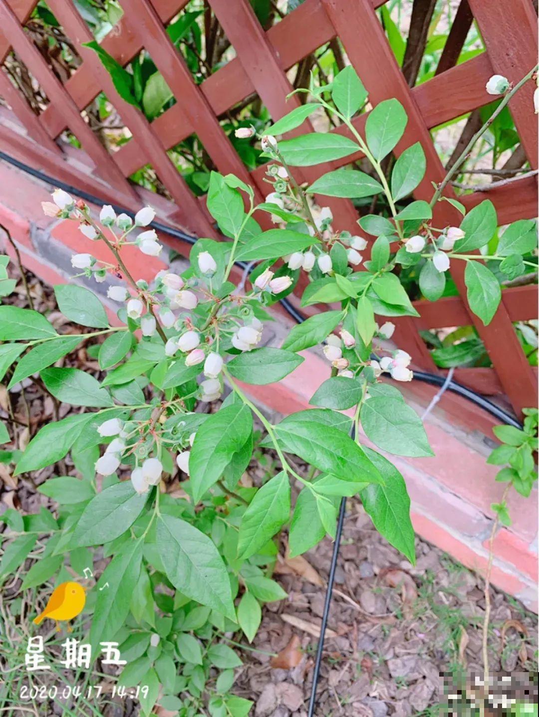 南北方都能养的蓝莓，家里种一棵，果子又大又甜