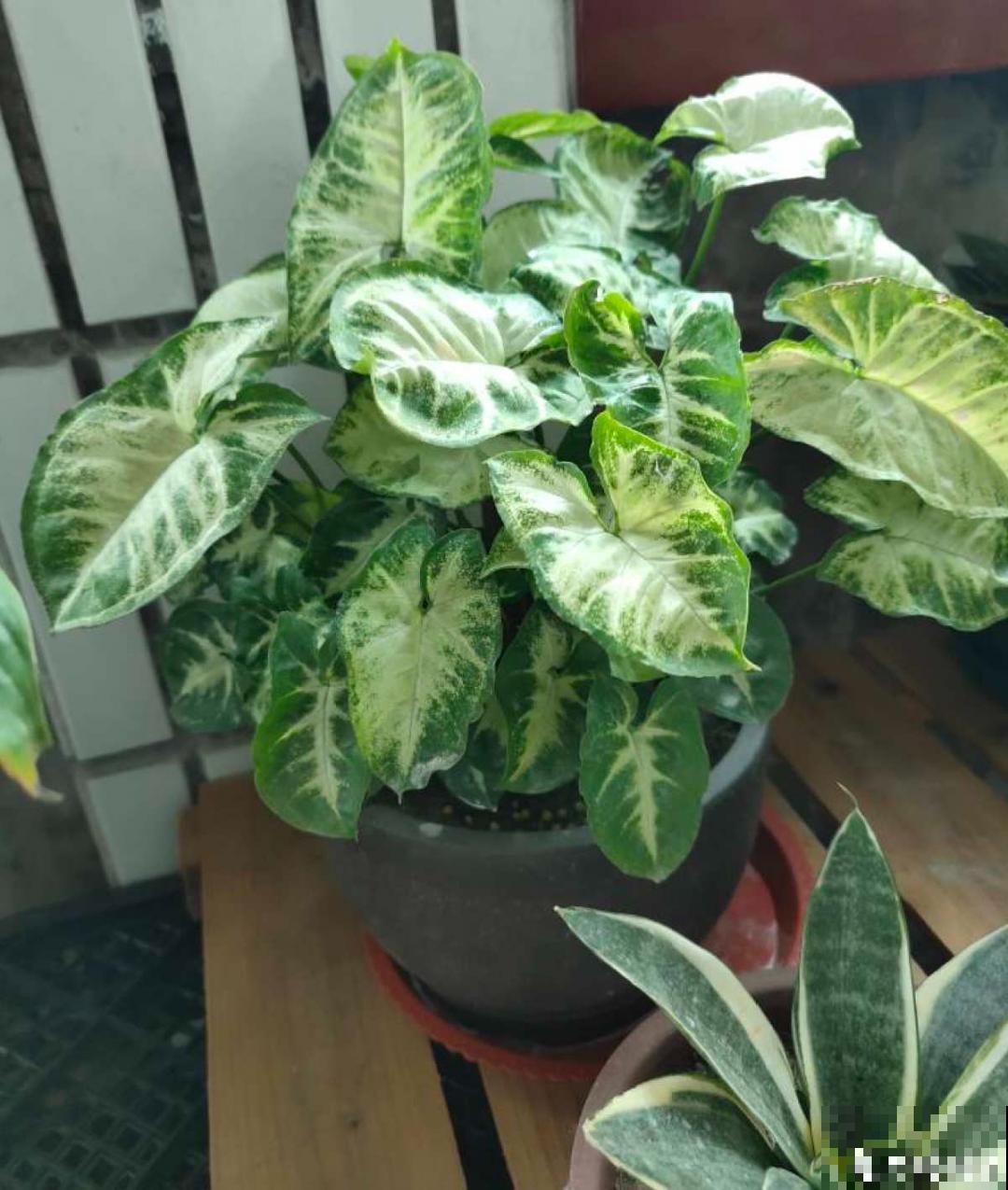 15种花,养在家里有气质,好养又健康 15种花,养在家里有气质,好养又健康